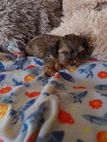 Sarge, a male Yorkshire Terrier for sale in Elizabeth, CO – Photo 4 of 4