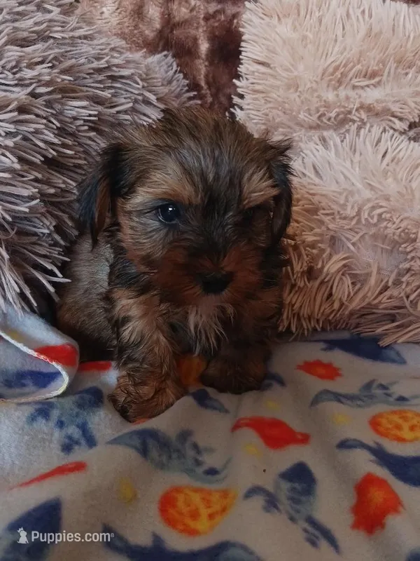Sarge – Yorkshire Terrier puppy on hold in Elizabeth, CO