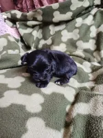 Midnight, a male Yorkshire Terrier for sale in Elizabeth, CO – 4 of 4