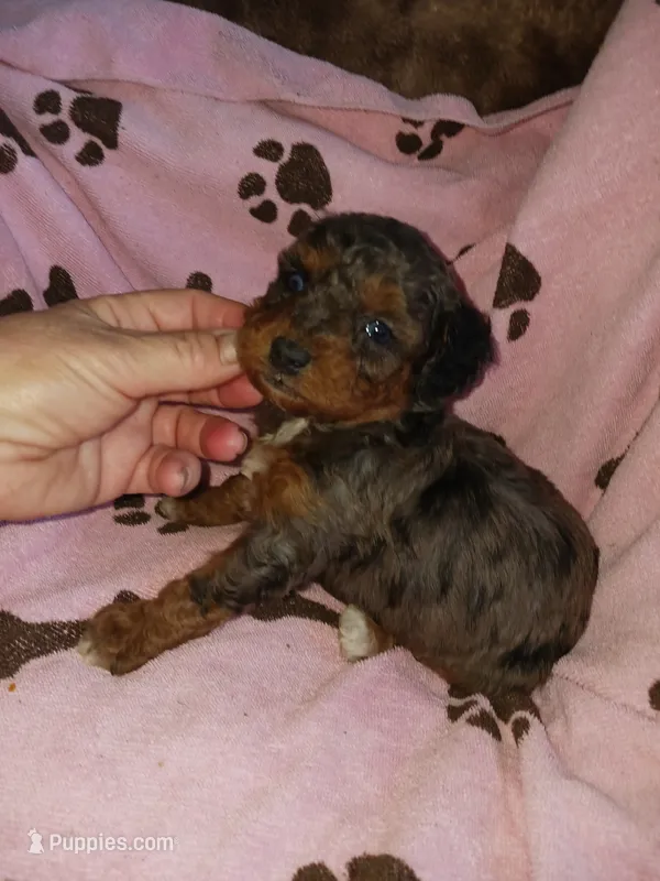 Marley – Poodle - Miniature  puppy for sale in Elizabeth, CO
