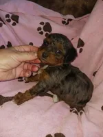 Marley, a female Poodle - Miniature  for sale in Elizabeth, CO – 1 of 6