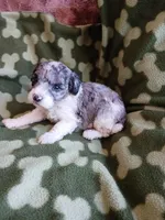 Melvin, a male Poodle - Miniature  for sale in Elizabeth, CO – 2 of 4