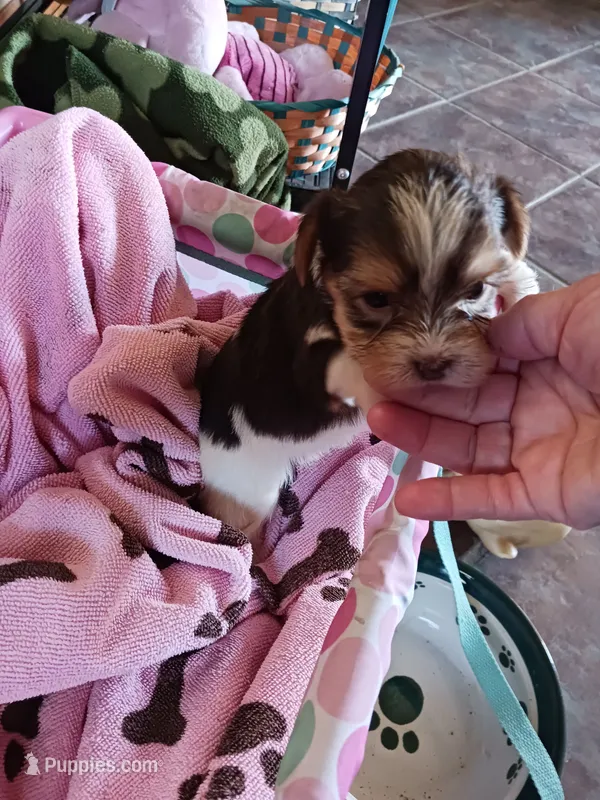Cuddles – Yorkshire Terrier puppy for sale in Elizabeth, CO