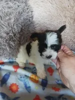 Oreo, a male Yorkshire Terrier for sale in Elizabeth, CO – Photo 7 of 10