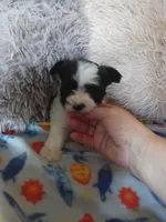 Oreo, a male Yorkshire Terrier for sale in Elizabeth, CO – Photo 2 of 10