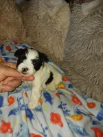 Oreo, a male Yorkshire Terrier for sale in Menifee, CA – Photo 4 of 4