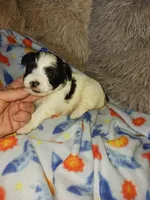 Oreo, a male Yorkshire Terrier for sale in Menifee, CA – Photo 3 of 4