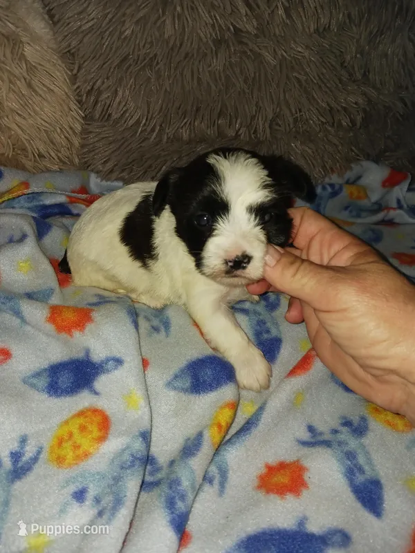 Oreo, a male Yorkshire Terrier for sale in Menifee, CA – Photo 1 of 4