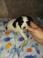 Oreo, a male Yorkshire Terrier for sale in Menifee, CA – Photo 1 of 4