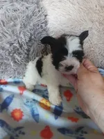 Oreo, a male Yorkshire Terrier for sale in Elizabeth, CO – Photo 6 of 10