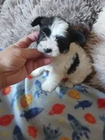 Oreo, a male Yorkshire Terrier for sale in Elizabeth, CO – Photo 4 of 10