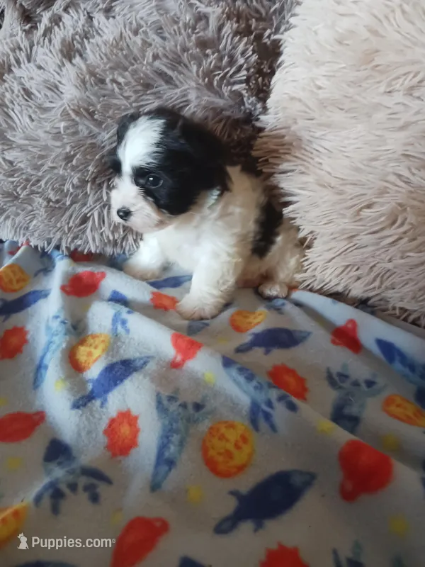 Oreo – Yorkshire Terrier puppy for sale in Menifee, CA