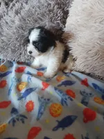 Oreo, a male Yorkshire Terrier for sale in Elizabeth, CO – Photo 1 of 10