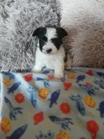 Oreo, a male Yorkshire Terrier for sale in Elizabeth, CO – Photo 8 of 10