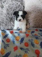 Oreo, a male Yorkshire Terrier for sale in Elizabeth, CO – Photo 5 of 10