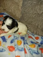 Oreo, a male Yorkshire Terrier for sale in Menifee, CA – Photo 2 of 4