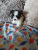 Oreo, a male Yorkshire Terrier for sale in Elizabeth, CO – Photo 3 of 10