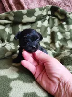 Midnight, a male Yorkshire Terrier for sale in Elizabeth, CO – 3 of 4