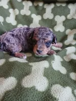 Merlin, a male Poodle - Miniature  for sale in Elizabeth, CO – 5 of 5
