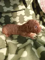 Rudy, a male Poodle - Miniature  for sale in Elizabeth, CO – 4 of 4
