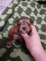 Bently, a male Yorkshire Terrier for sale in Elizabeth, CO – 3 of 3