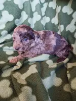 Merlin, a male Poodle - Miniature  for sale in Elizabeth, CO – 2 of 3