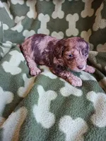 Merlin, a male Poodle - Miniature  for sale in Elizabeth, CO – 1 of 3