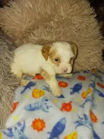 Romeo, a male Yorkshire Terrier for sale in Menifee, CA – Photo 2 of 5