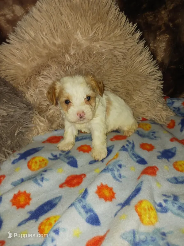 Romeo, a male Yorkshire Terrier for sale in Menifee, CA – Photo 1 of 5