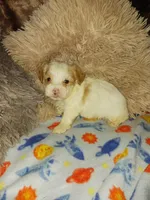 Romeo, a male Yorkshire Terrier for sale in Menifee, CA – Photo 4 of 5