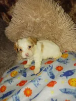 Romeo, a male Yorkshire Terrier for sale in Menifee, CA – Photo 5 of 5