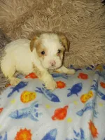 Romeo, a male Yorkshire Terrier for sale in Menifee, CA – Photo 3 of 5