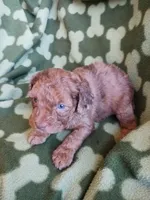 Marble, a male Poodle - Miniature  for sale in Elizabeth, CO – 2 of 4