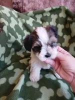 Oreo, a male Yorkshire Terrier for sale in Elizabeth, CO – 3 of 5