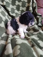 Domino, a male Poodle - Toy  for sale in Elizabeth, CO – 5 of 5