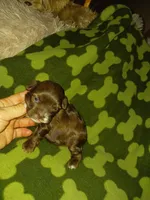 Hershy, a male Yorkshire Terrier for sale in Elizabeth, CO – 2 of 4