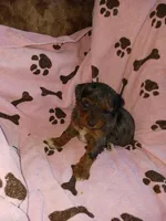 Marley, a female Poodle - Miniature  for sale in Elizabeth, CO – 6 of 6