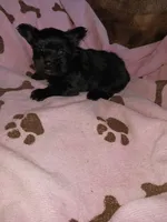 Sweetie, a female Yorkshire Terrier for sale in Sun City, CA – 5 of 6