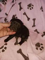 Coco, a female Yorkshire Terrier for sale in Elizabeth, CO – 3 of 4
