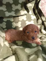 Rudy, a male Poodle - Miniature  for sale in Elizabeth, CO – 2 of 4