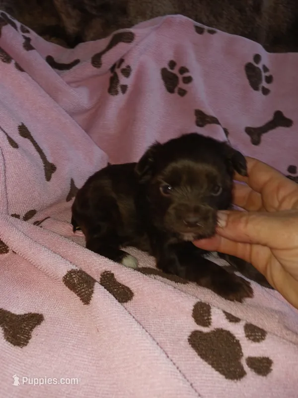 Coco – Yorkshire Terrier puppy on hold in Elizabeth, CO