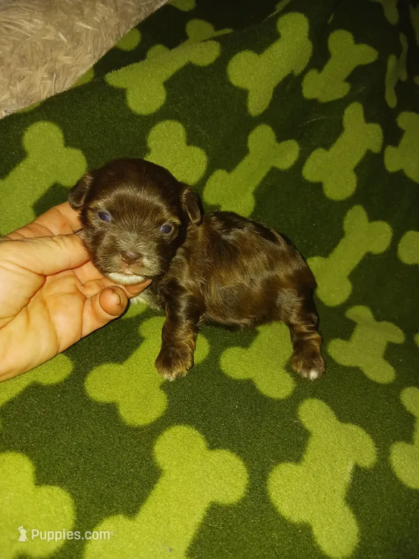 Hershy – Yorkshire Terrier puppy for sale in Elizabeth, CO