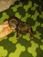 Hershy, a male Yorkshire Terrier for sale in Elizabeth, CO – 1 of 4