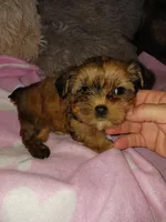 Cameo, a female Yorkshire Terrier for sale in Menifee, CA – Photo 3 of 4