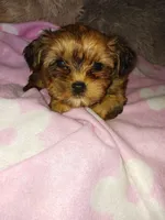 Cameo, a female Yorkshire Terrier for sale in Menifee, CA – Photo 4 of 4