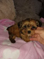 Cameo, a female Yorkshire Terrier for sale in Menifee, CA – Photo 2 of 4