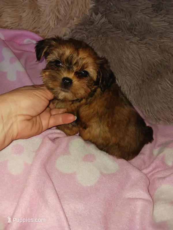 Cameo, a female Yorkshire Terrier for sale in Menifee, CA – Photo 1 of 4