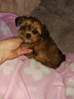 Cameo, a female Yorkshire Terrier for sale in Menifee, CA – Photo 1 of 4