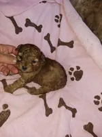 Sable, a female Poodle - Miniature  for sale in Elizabeth, CO – 3 of 4