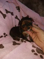 Precious, a female Yorkshire Terrier for sale in Elizabeth, CO – 3 of 4